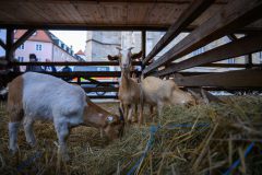 30-SMF2025N-30-von-48